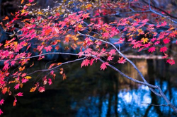 星空天美功能界面展示